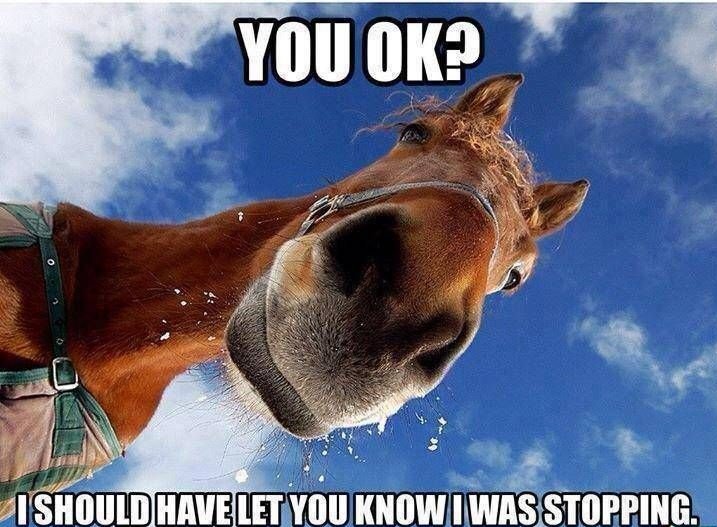 Funny-Horse-Memes-4.jpg
