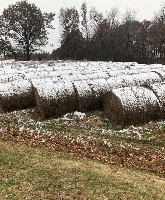 Frosted-Mini-Wheat-harvest-650x788.jpg