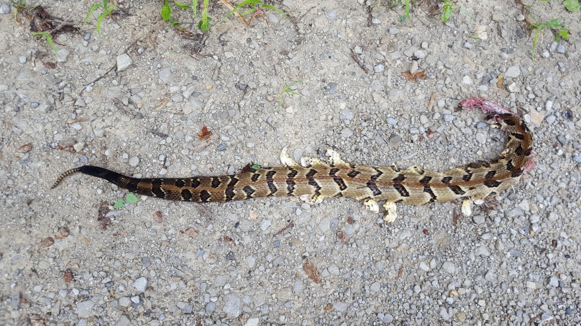 Rattle Snake 1.jpg