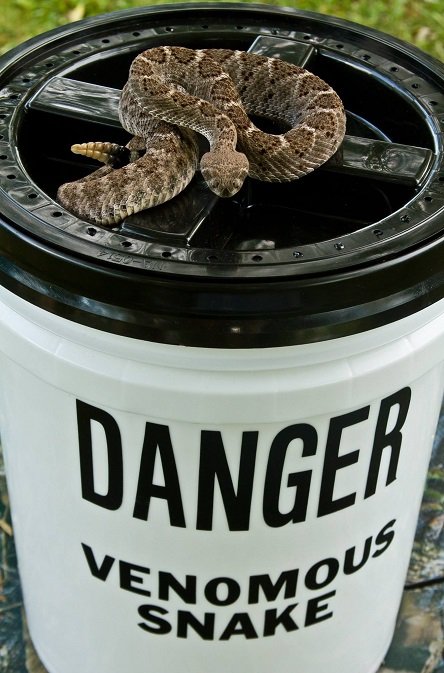 Venomous snake bucket.jpg