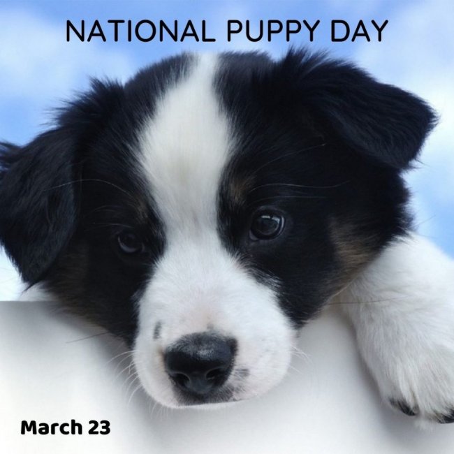 NATIONAL-PUPPY-DAY-march-23-1024x1024.jpg