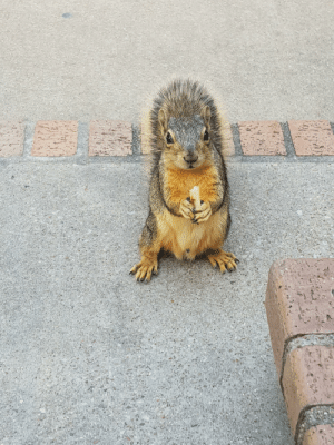 thumb_squirrel-holding-a-french-fry-55436552.png