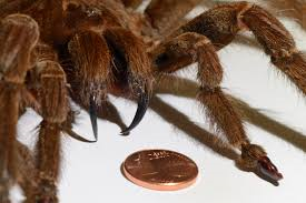 goliath birdeater.png