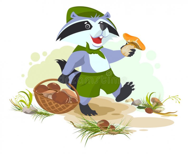 raccoon-scout-collects-mushrooms-mushroomer-picker-basket-vector-cartoon-illustration-71389801.jpg