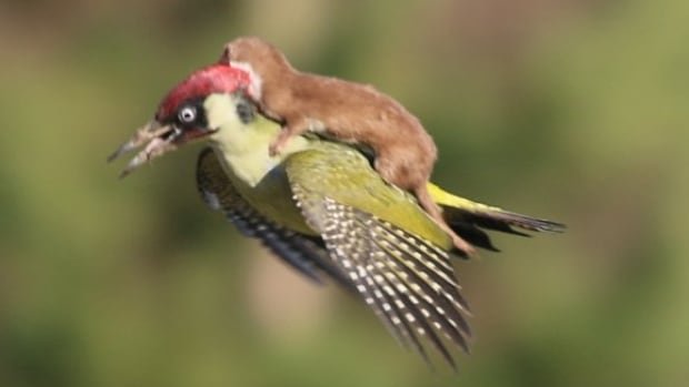 weasel-riding-green-woodpecker.jpg