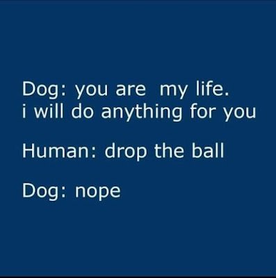 Dog Ball.jpg