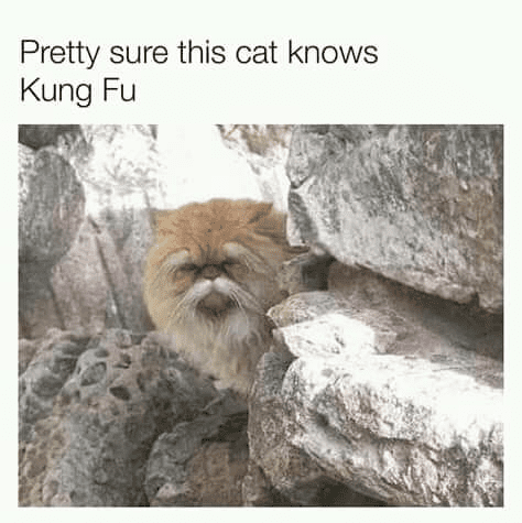 Kung Fu Cat.png
