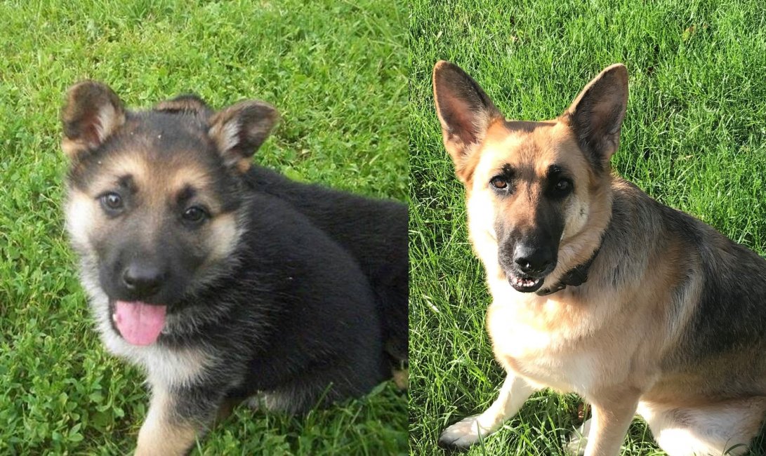 6 week old puppy to 5 year old dog front lawn.jpg