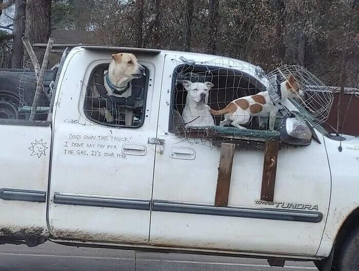 Dogs Own Truck.png
