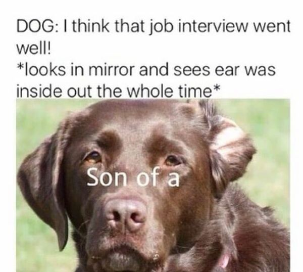 Dog Interview.png