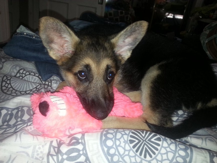 Brandy as puppy with pink toy.jpg