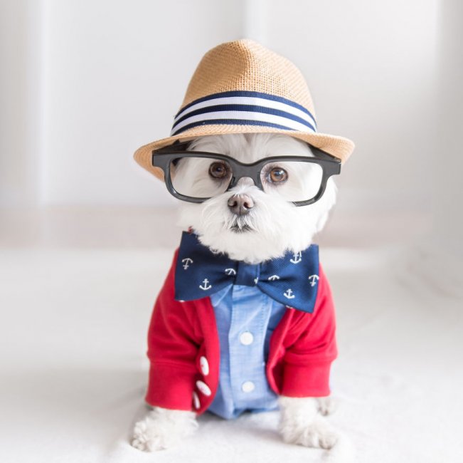 toby-the-hipster-dog-14__880.jpg