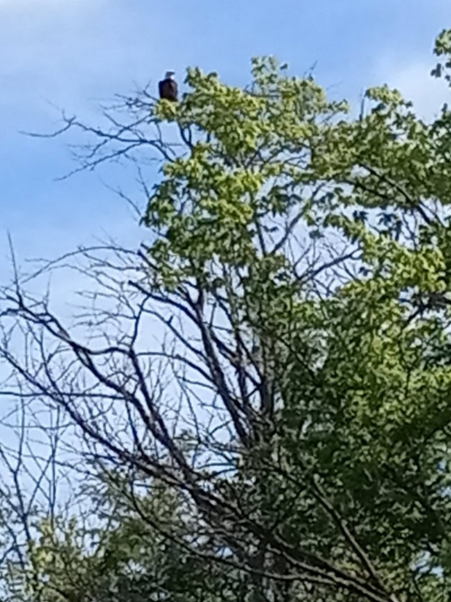 Eagle Creek eagle.jpg