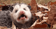 opossum-meh.gif
