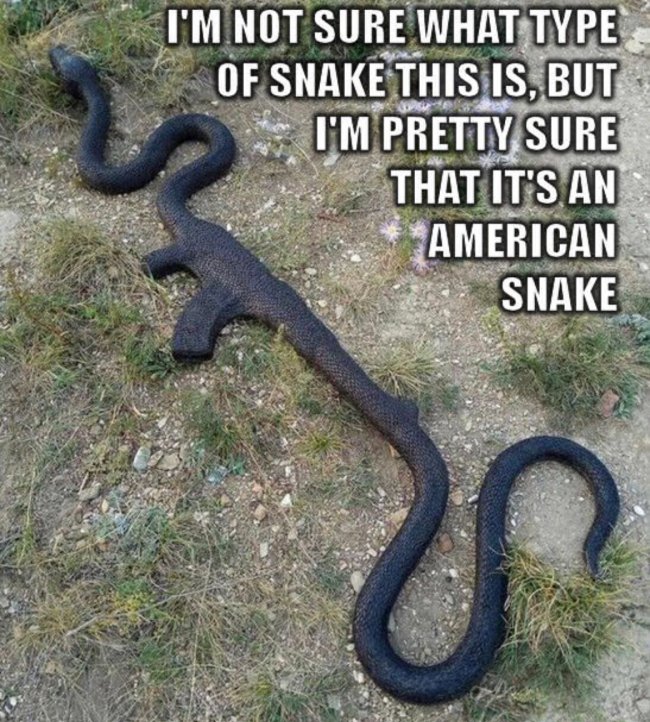 snake memes funny - Google Search(1).JPEG