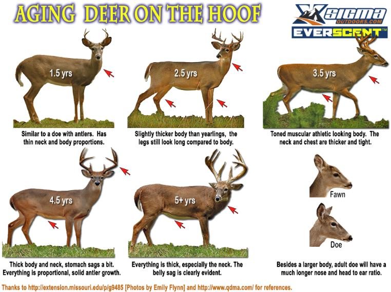 aging-deer-on-hoof-090618.jpg