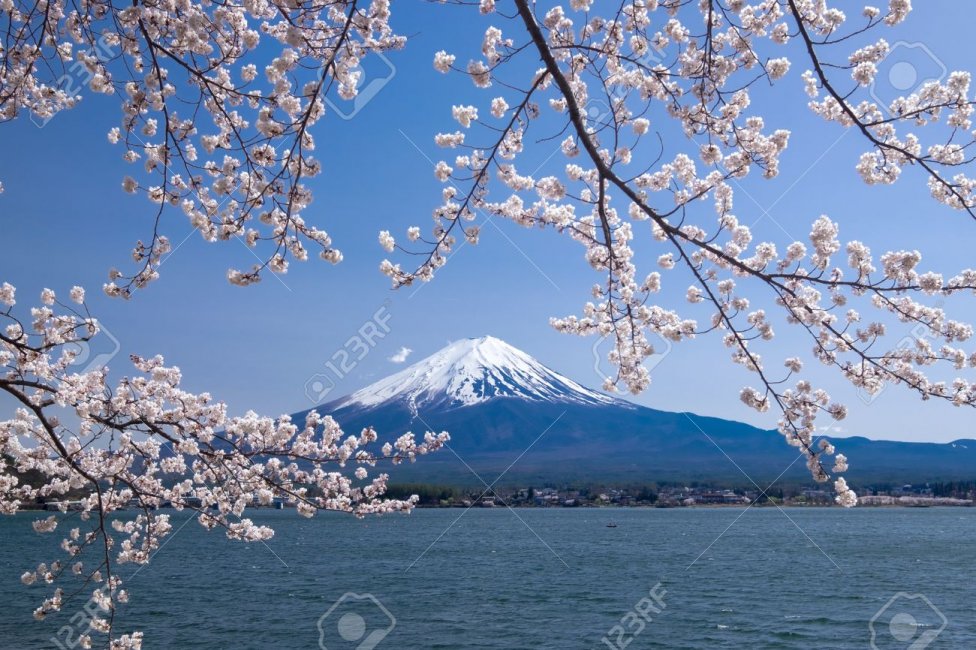 58016684-beautiful-view-of-fujisan-mountain-with-cherry-blossom-in-spring-kawaguchiko-lake-japan.jpg