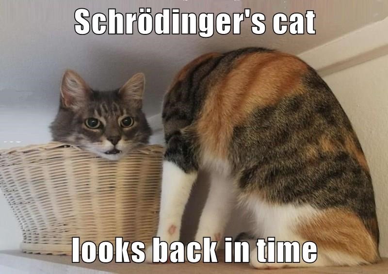 schrödingers-cat-looks-back-in-time.jpeg