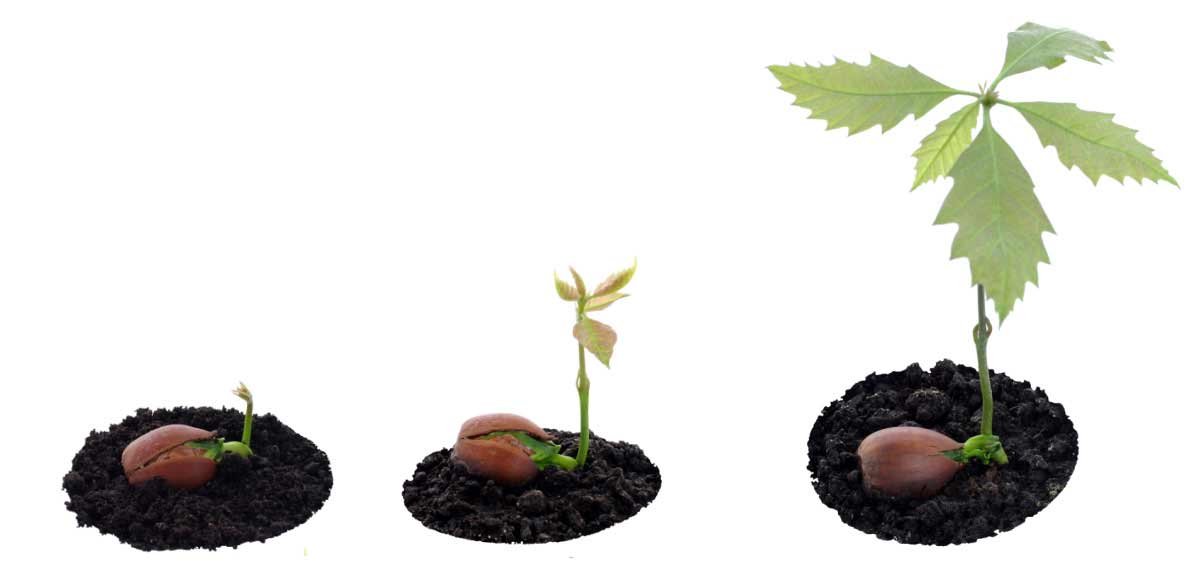 h12-sprouting-acorn-soil-v1.jpg