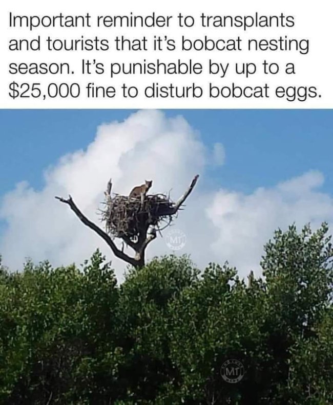 Bobcat eggs.jpg