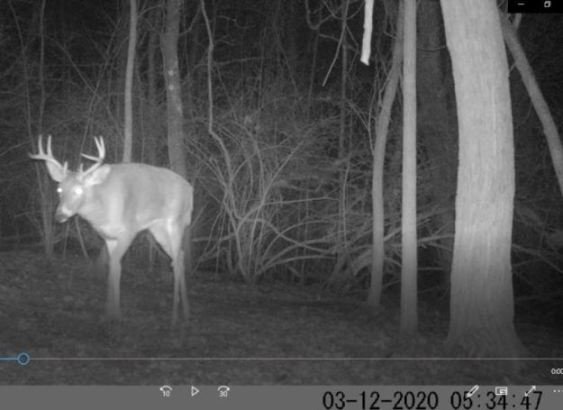 This Buck still has not shed his antlers 3-12-20.JPG