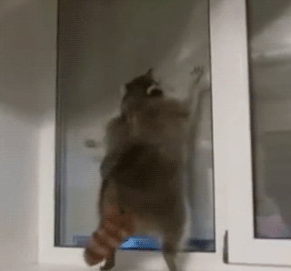 raccoon-dancing-jumping-up-and-down-dat-ass-bounce-14022657300.gif