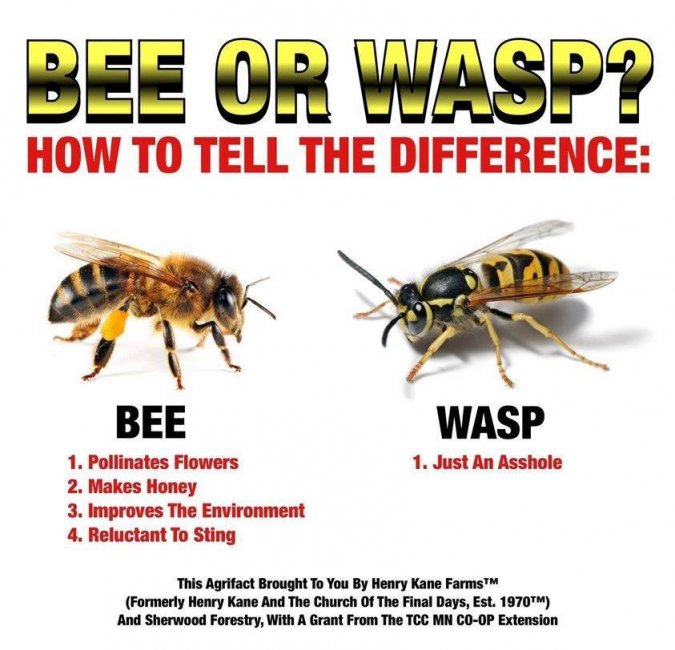 Bee-vs-Wasp.jpg