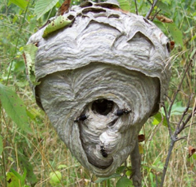 Hornet's nest.jpg