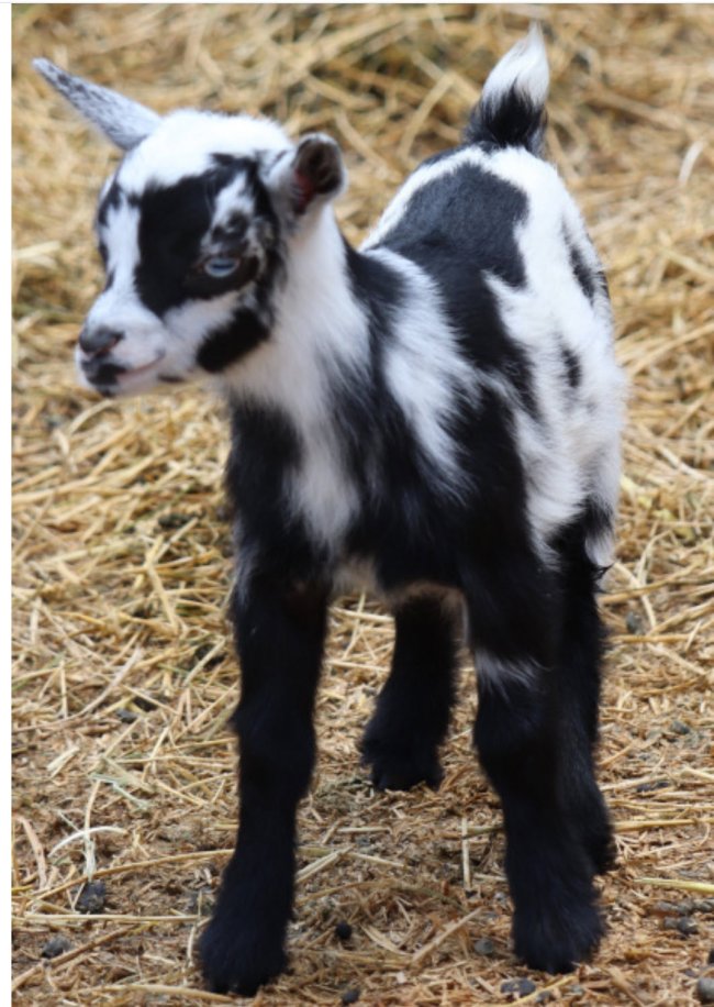 Nigerian Dwarf pygmy goat.jpg