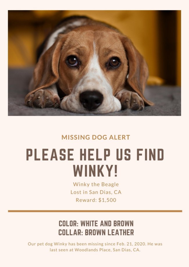 canva-cream-and-brown-beagle-lost-dog-poster-17AuAl5K6xA.jpg
