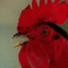 AngryRooster