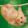 HamsterStyle
