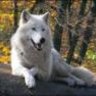 old white wolf