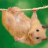 HamsterStyle