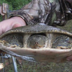 soft shell turtle returned to wild