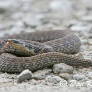 Kirkland's Snake