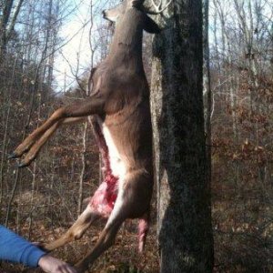 Deer hanging