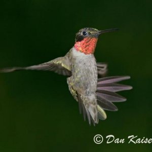 HummingbirdBack