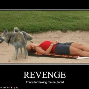 funny dog pictures your dog is having his revenge