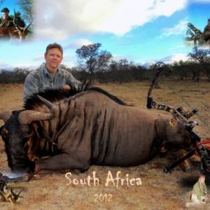 Africa Photo for the IBA Banquet photo contest.  All five bow kills including this Blue Wildebeast.