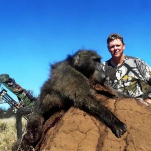 Africa Baboon Bow Kill