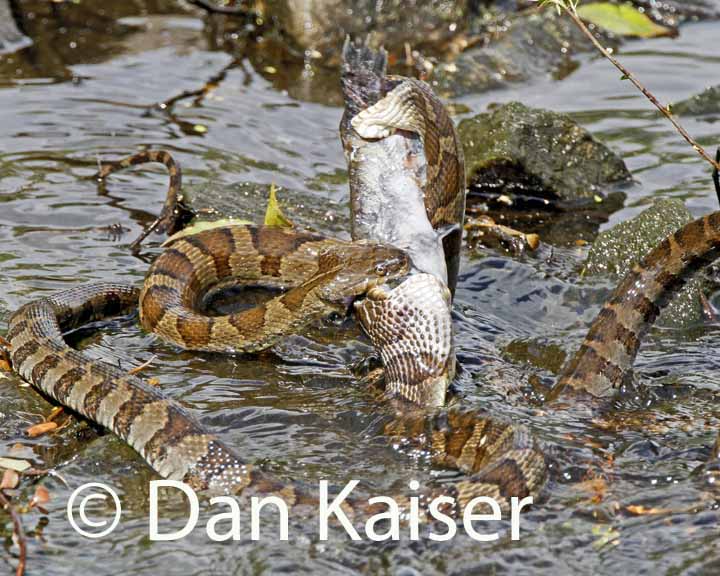 2013 05 23 Snakes Fighting over fish 1240P720