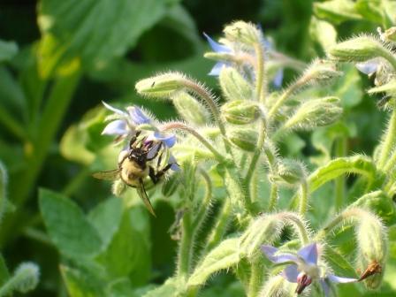 bumblebee on borage