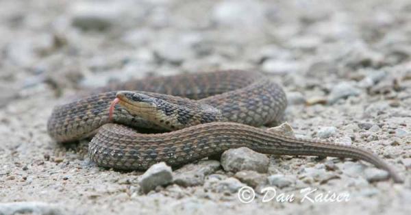 Kirkland's Snake