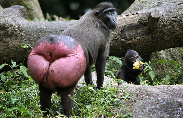 monkey-ass_weird+animal+pictures.jpg