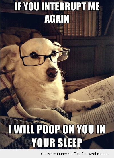 funny-reading-book-dog-glasses-interrupt-poop-sleep-pics.jpg