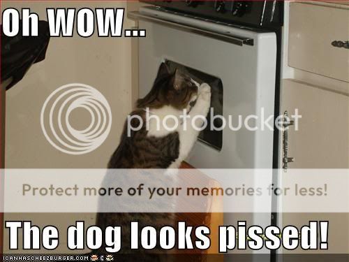 funny-pictures-cat-oven-pissed-dog.jpg