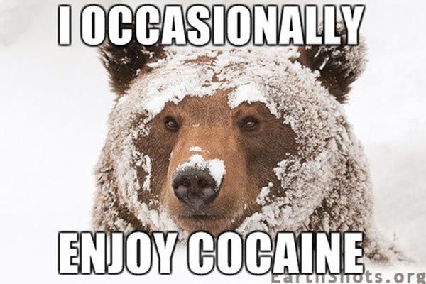 Cocaine-bear--i-enjoy-cocaine.jpg