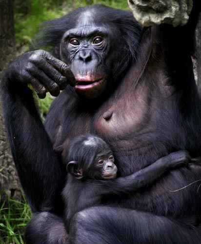 bonobo-picture.jpg