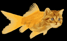 fish-cat.gif
